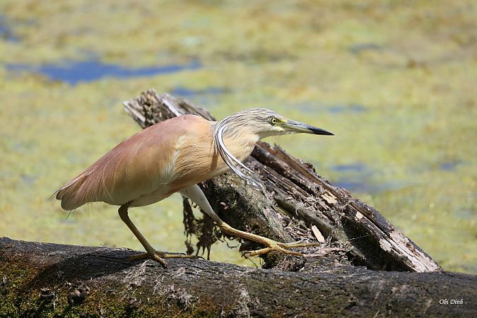 Crabier chevelu  - Dinh Obi