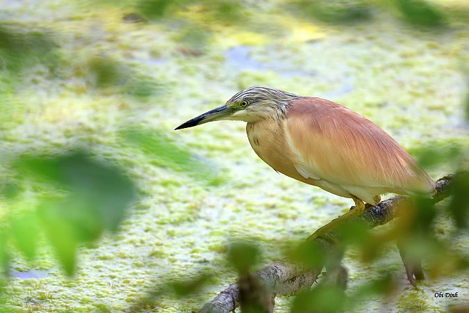 Squacco Heron  - Dinh Obi
