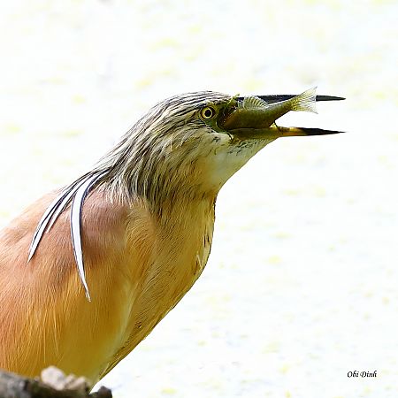 Crabier chevelu  - Dinh Obi