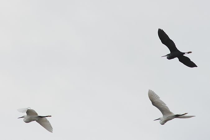 Aigrette des récifs  - Benoit Dury