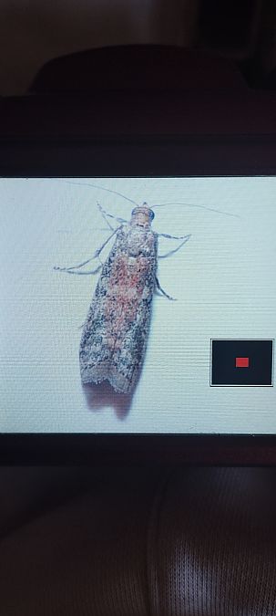 Phycitinae indéterminé  - Kalix Gelin