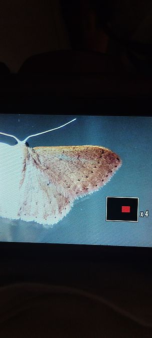 Idaea eugeniata  - Kalix Gelin