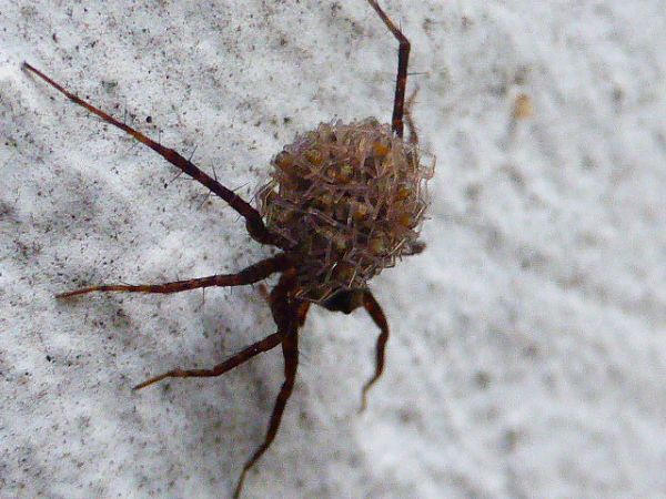 Lycosoides sp. 