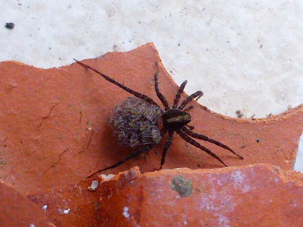 Lycosoides sp. 