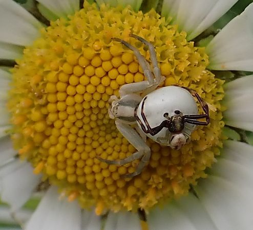 Misumène variable  - Graciane Lesage (ReNArd)