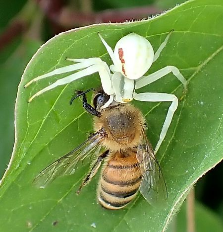 Misumène variable  - Graciane Lesage (ReNArd)
