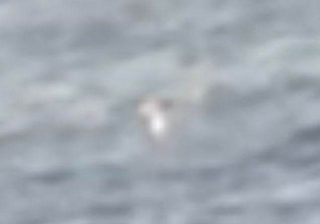 Fou brun  - Octave Pajot