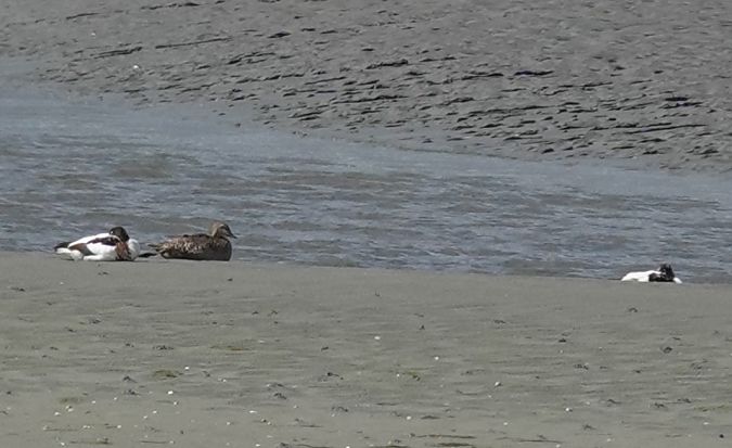 Eider à tête grise  - Antoine Muriani