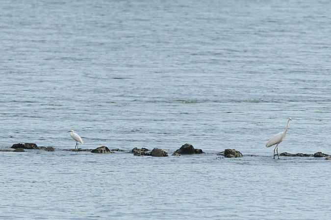 Aigrette garzette  - André Lutz