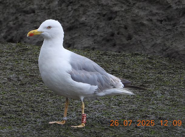 Cantabric Yellow-legged Gull ('lusitanius')  - Bertrand Lamothe