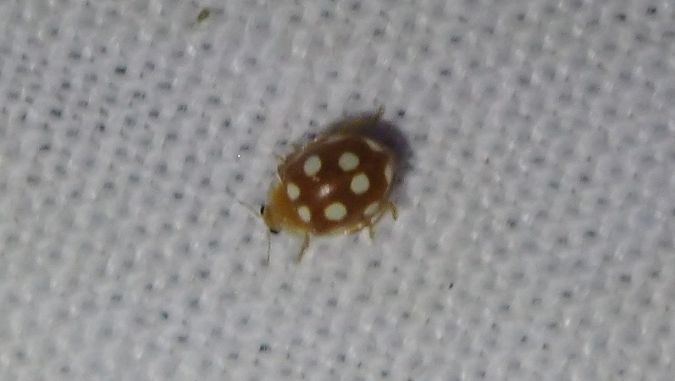 Vibidia duodecimguttata  - André Jourdain