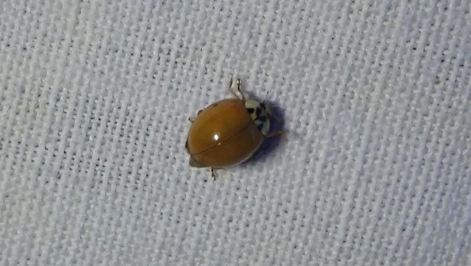 Coccinelle asiatique  - André Jourdain