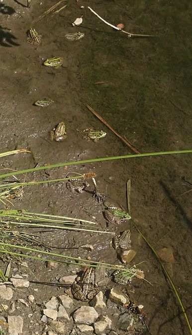 Grenouille verte indéterminée (Pelophylax sp.)  - Olivier Prévost