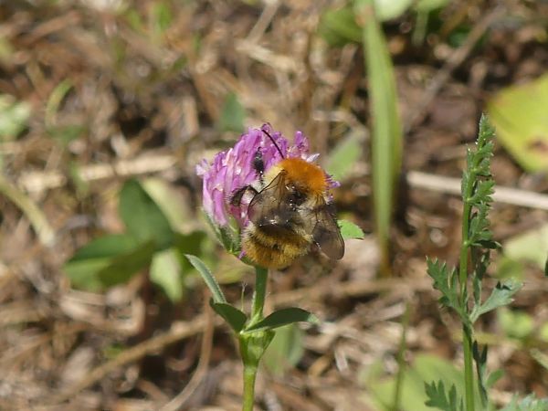 Bombus gr. pascuorum spp.  - Georges Roca Filella