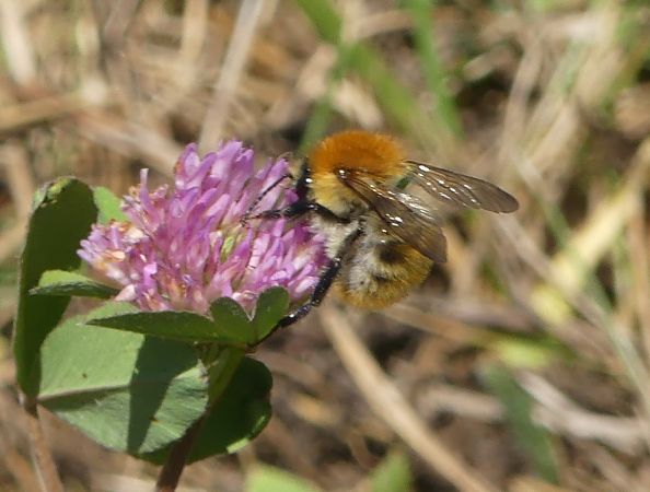 Bombus gr. pascuorum spp.  - Georges Roca Filella