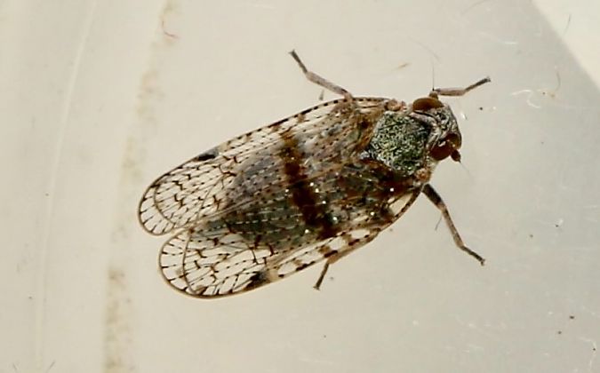 Cixius sp.  - Thiery Louvel