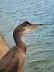 European Shag (Gulosus aristotelis) Anonymous