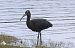 Glossy Ibis  - Isabelle Thiberville