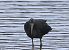 Glossy Ibis  - Isabelle Thiberville