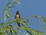Barn Swallow (Hirundo rustica) © Jean-Valentin Dourthe