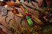 Coleoptera sp. © Nicolas Delon