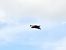 Cinereous Vulture  - Nicolas Delon
