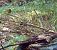 Rougegorge familier (Erithacus rubecula) © Vincent Lutton
