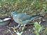 Pigeon ramier (Columba palumbus) © Vincent Lutton