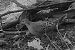 Tourterelle des bois (Streptopelia turtur) © Vincent Lutton