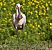 Spatule blanche (Platalea leucorodia) © Philippe Winisky