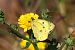 Fluoré / Soufré (Colias alfacariensis / hyale) © Gérard Joannès