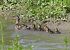 Canard colvert (Anas platyrhynchos) © Rémy Gentner