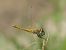 Sympétrum à nervures rouges (Sympetrum fonscolombii) © Rémy Gentner