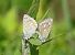 Azuré commun (Polyommatus icarus) © Rémy Gentner