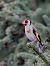 Chardonneret élégant (Carduelis carduelis) © Xavier Herrier