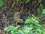 Hermine (Mustela erminea) © Xavier Herrier