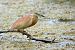Squacco Heron  - Dinh Obi