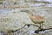 Squacco Heron  - Dinh Obi