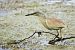 Squacco Heron  - Dinh Obi