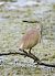 Squacco Heron  - Dinh Obi