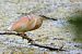 Squacco Heron  - Dinh Obi