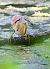 Squacco Heron  - Dinh Obi