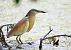 Squacco Heron  - Dinh Obi