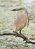 Squacco Heron  - Dinh Obi