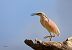 Squacco Heron  - Dinh Obi