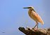 Squacco Heron  - Dinh Obi