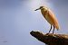 Squacco Heron  - Dinh Obi