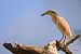 Squacco Heron  - Dinh Obi