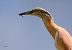 Squacco Heron  - Dinh Obi