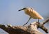 Squacco Heron  - Dinh Obi